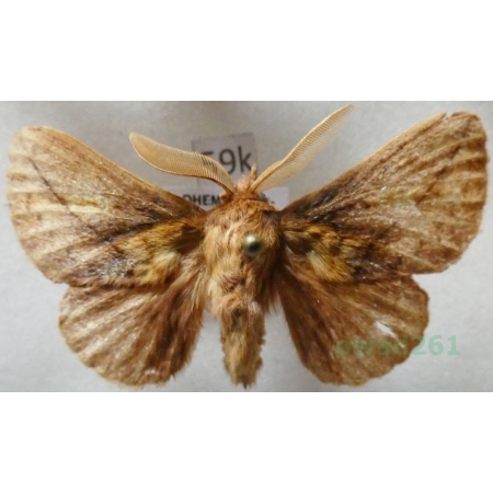 Euthrix potatoria (Linnaeus, 1758) male Barczatka napójka Czech59k